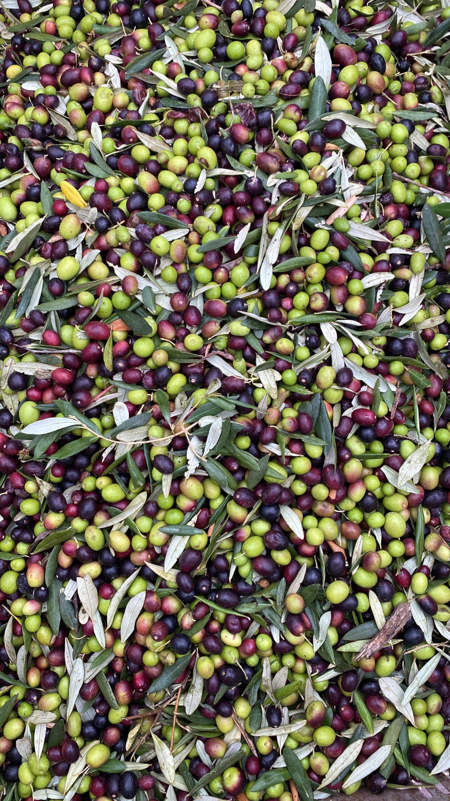 A close-up view of a mixed pile of green, black, and purple olives along with olive leaves.