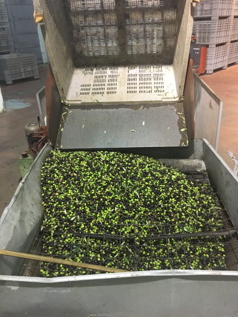 An industrial machine unloading a large quantity of olives mixed with leaves into a processing container.