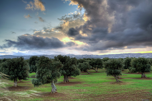 Olive trees in a lush green field under a dramatic sky with clouds.