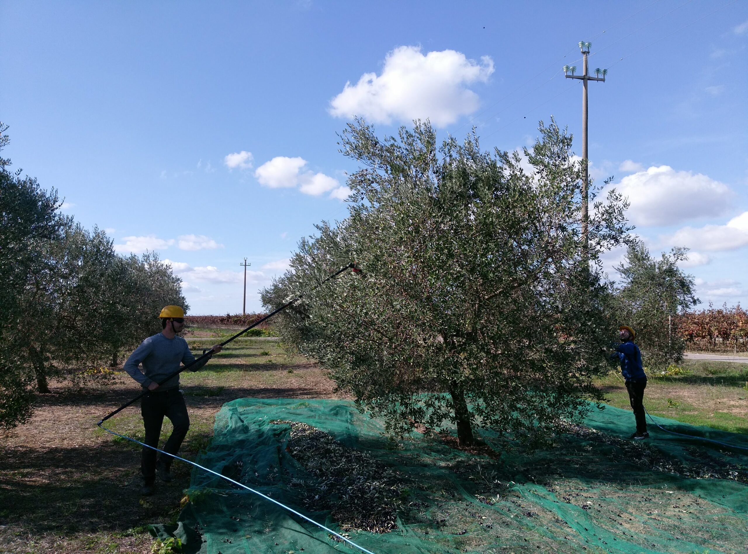 Two workers harvesting olives under a clear blue sky, one using a pole tool and the other collecting olives on a net.