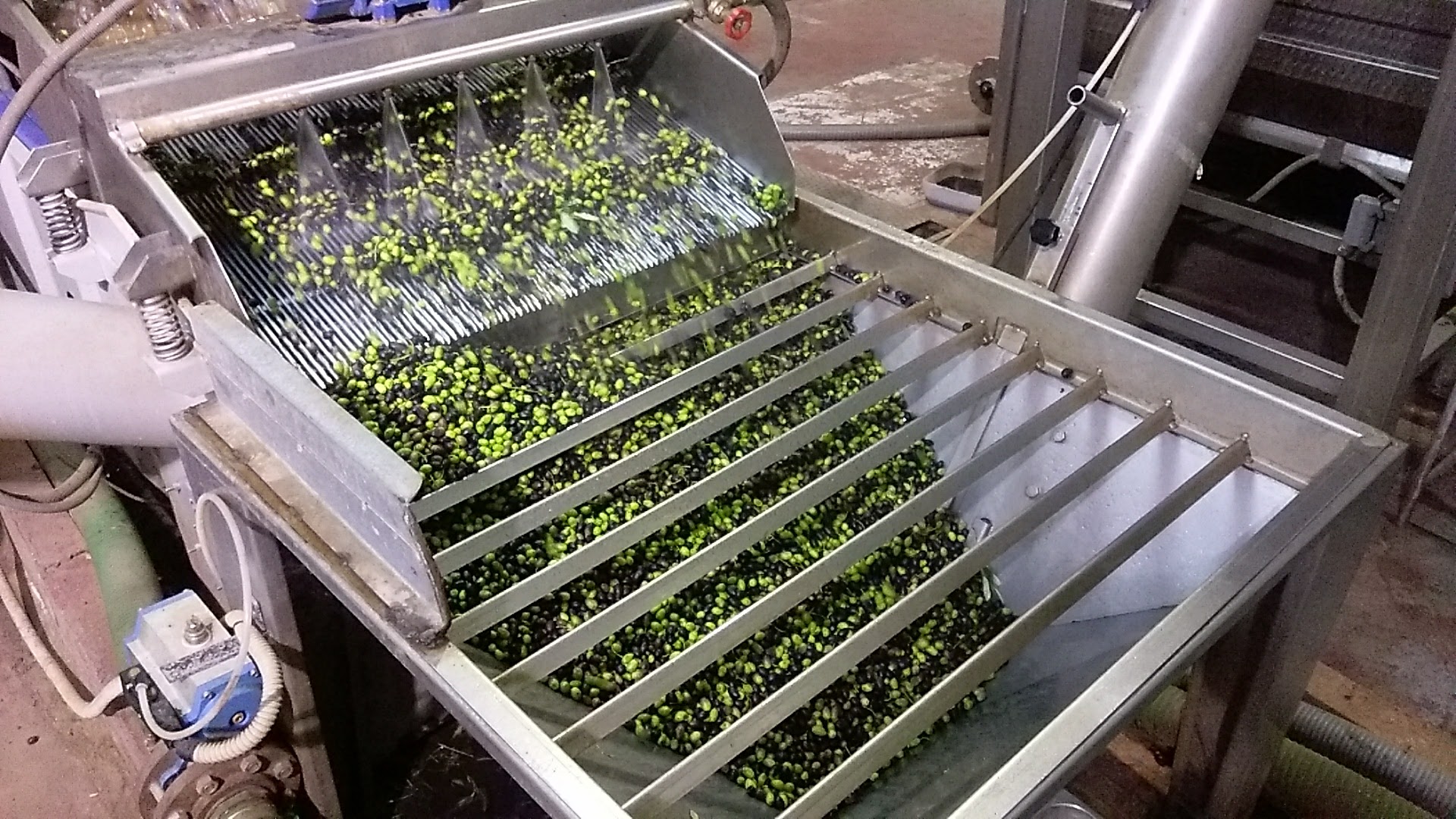 Olives being processed on a mechanical conveyor, with green and black olives flowing through a metal sorting system.