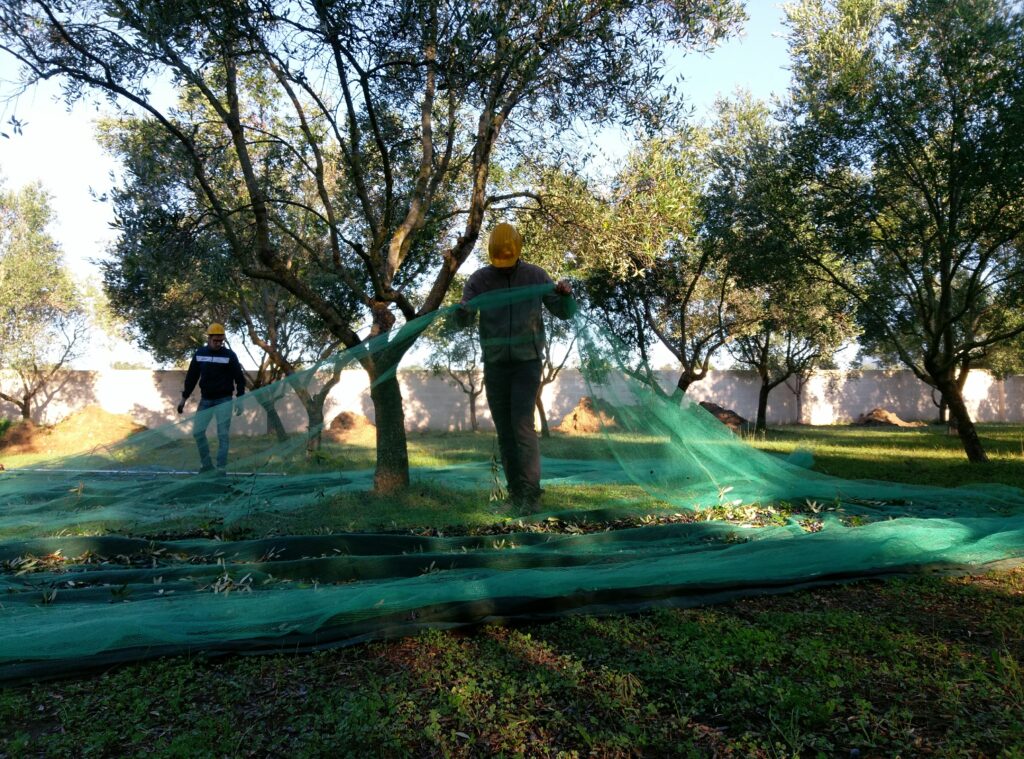Two people laying green nets under olive trees in an orchard, with sunlight filtering through the leaves.