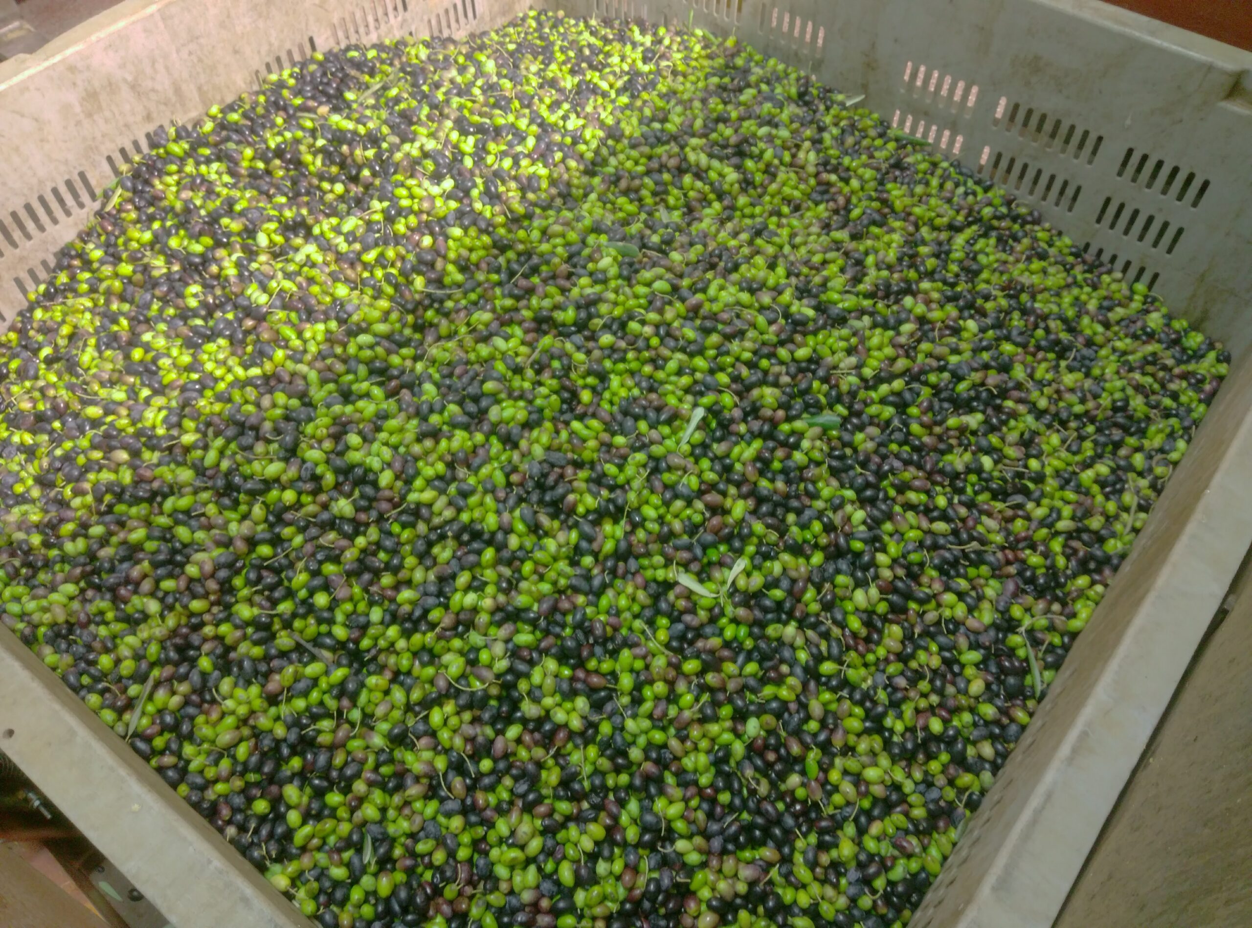 A large basket filled with a mixture of green and black olives, showcasing their varying sizes and colors.