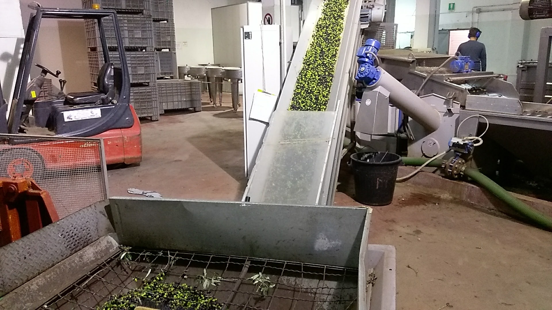 A processing facility with machinery for handling olive fruits. A conveyor belt is transporting olives, and there's a bin collecting leaves. In the background, storage crates and processing equipment are visible.