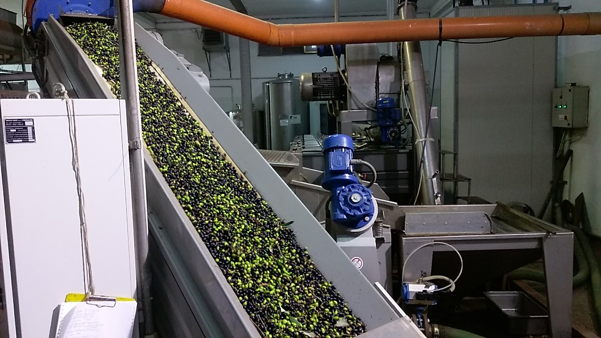 A conveyor belt in an olive processing facility, transporting harvested olives, featuring green and black olives mixed together.