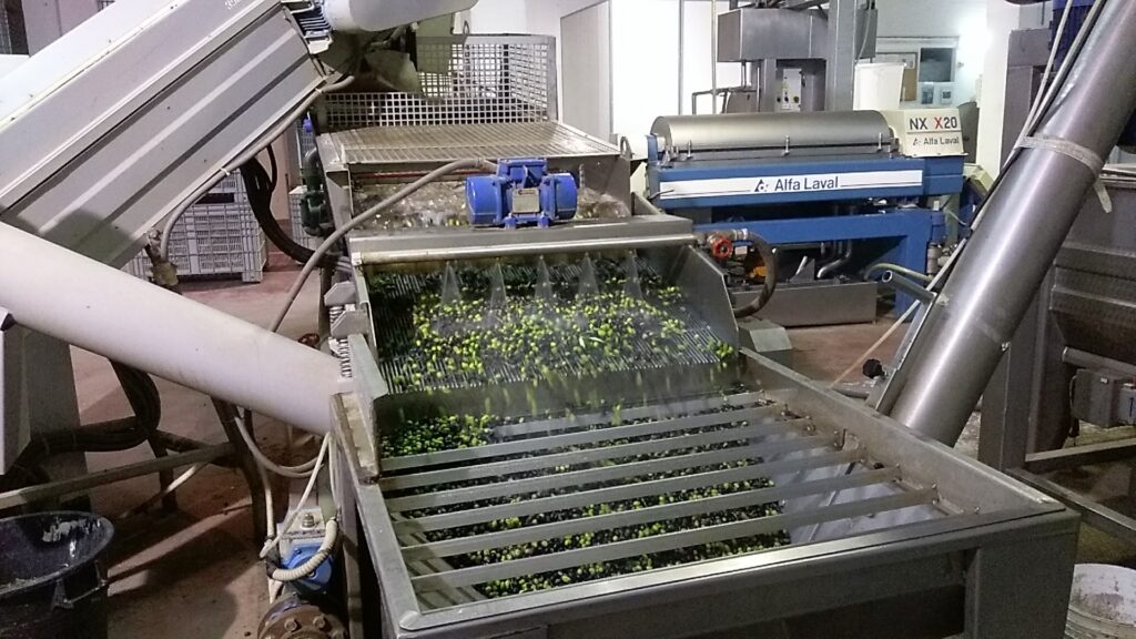 Machinery in a processing facility for washing or sorting green olives, with water cascading over a conveyor belt.