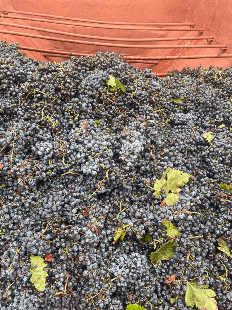 uva negroamaro salento in vasca garolla frantoio trono