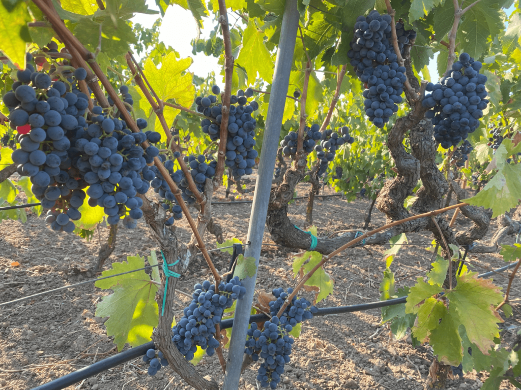 uva negroamaro salento frantoio trono