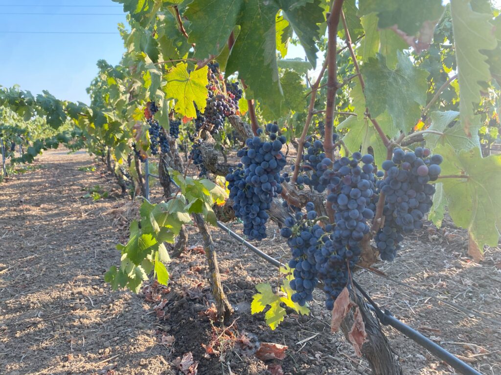 A vineyard with rows of grapevines bearing clusters of dark blue grapes, surrounded by green leaves and a clear blue sky.