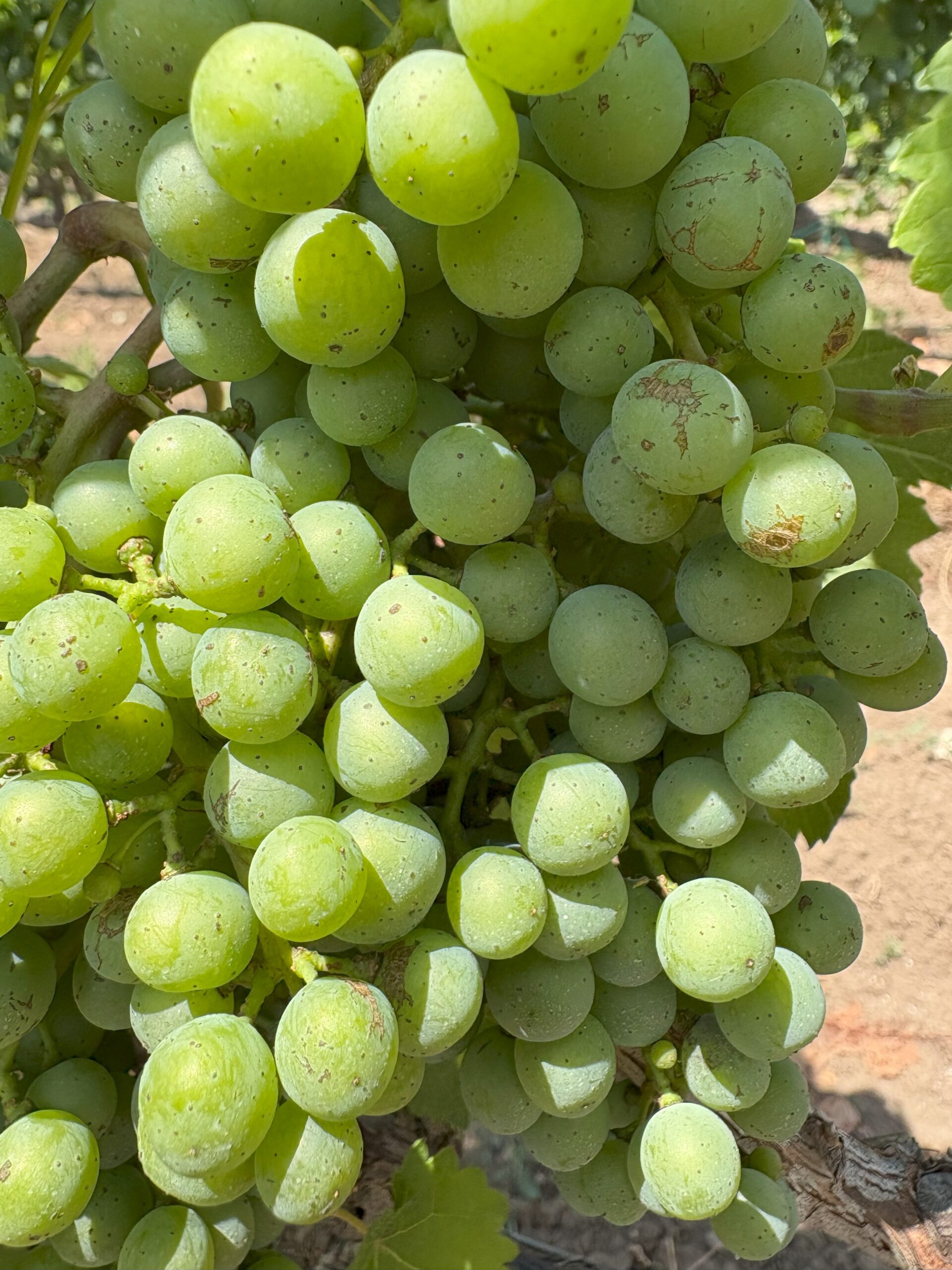 Cluster of green grapes on a vine with sunlight illuminating the fruit.